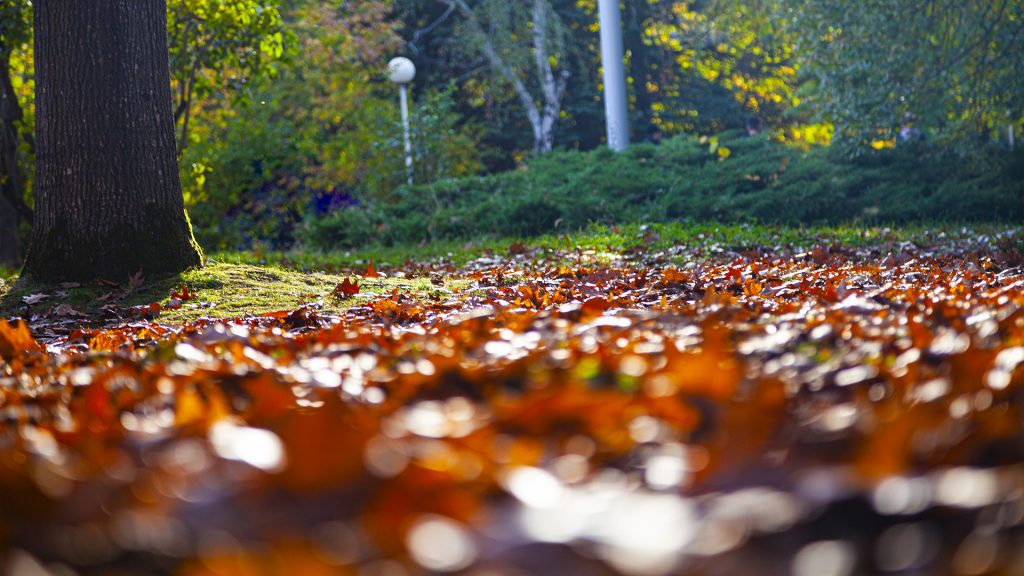 заставка с осенними листьями на земле
