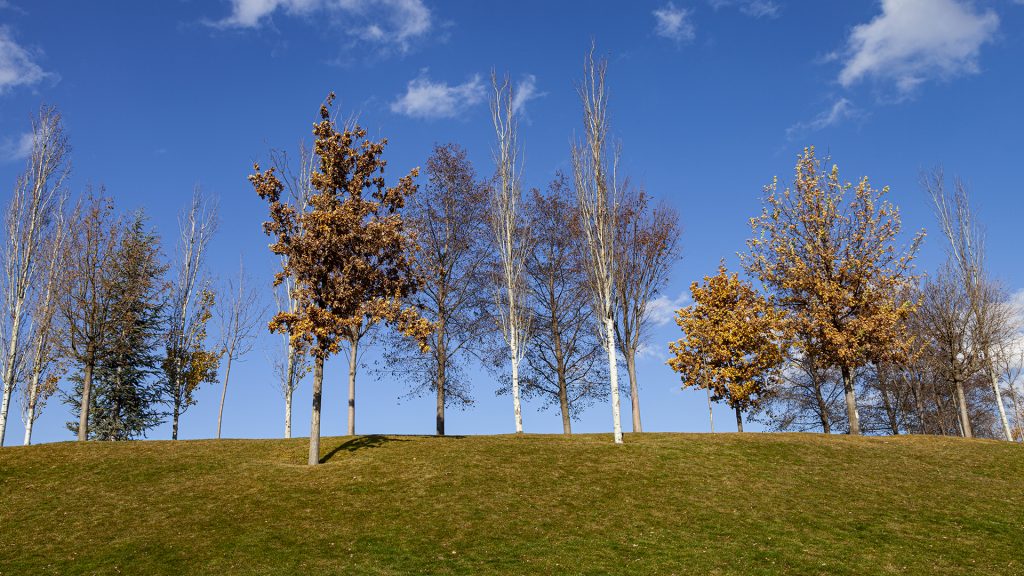 заставка с осенними деревьями на холме