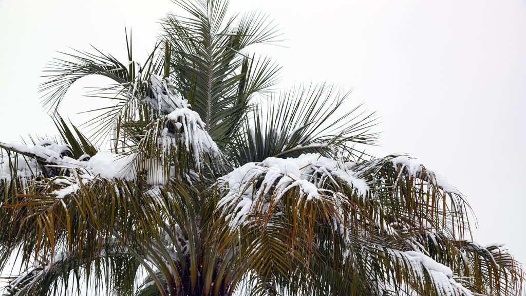 пальма в снегу